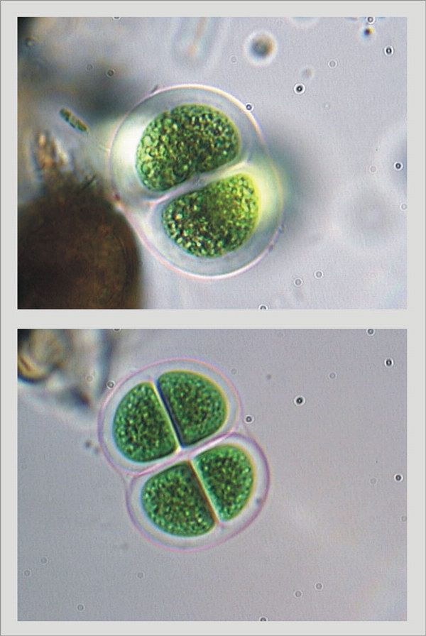 Chroococcus turgidus