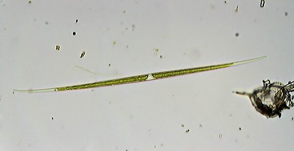 Closterium aciculare