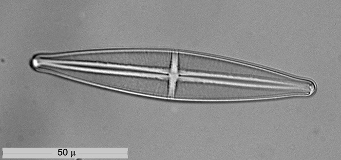 Stauroneis phenicenteron