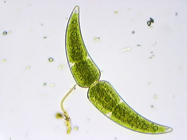 Closterium monoliferum