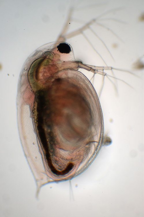 Daphnia pulex