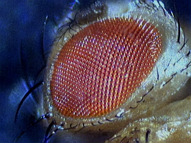 Drosophila melanogaster