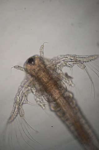 Artemia salina