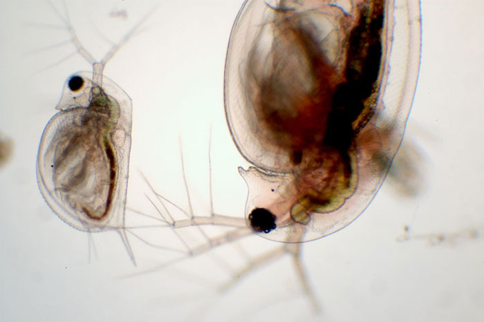 Daphnia pulex