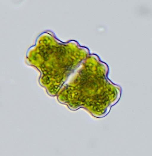 Euastrum sp