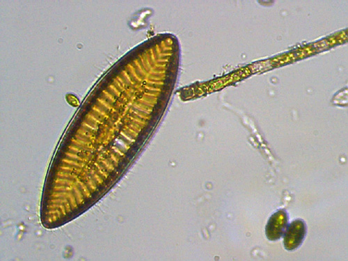 Surirella elegans