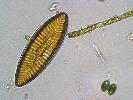 Surirella elegans